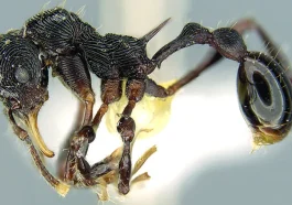 This Rare Species of Forest Ant Can Change Entire Ecosystems!