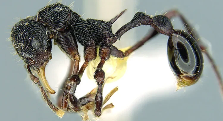 This Rare Species of Forest Ant Can Change Entire Ecosystems!