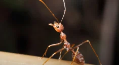Ant Microbiology Behavior: This Tiny Ant Trick Could Change How We Understand Microbiology Forever!