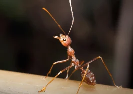 Ant Microbiology Behavior: This Tiny Ant Trick Could Change How We Understand Microbiology Forever!