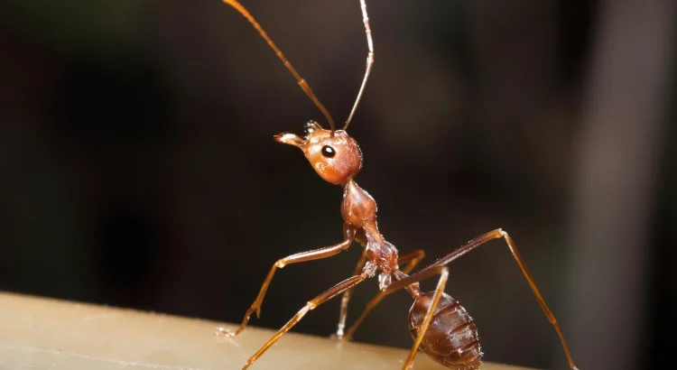 Ant Microbiology Behavior: This Tiny Ant Trick Could Change How We Understand Microbiology Forever!