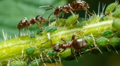 Genetically Modified Ants : The Future of Pest Control?