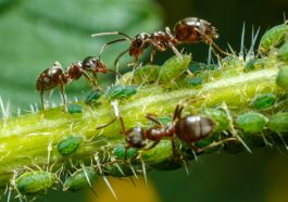 Genetically Modified Ants : The Future of Pest Control?
