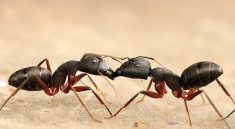 Do Ants Really Talk? The Fascinating Truth