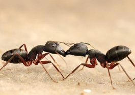 Do Ants Really Talk? The Fascinating Truth