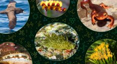 These Invisible Creatures Control Entire Ecosystems