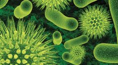 This Free Game Teaches You Microbial Evolution