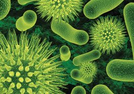 This Free Game Teaches You Microbial Evolution