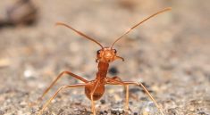 TikTok of Ants : Viral Micro-Content Changing Science Ed!