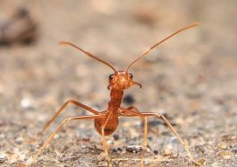 TikTok of Ants : Viral Micro-Content Changing Science Ed!