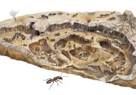 The Hidden Ecosystem Beneath Every Ant Biology Hill