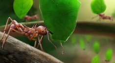 The Incredible Survival Tactics of Leafcutter Ants