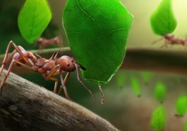 The Incredible Survival Tactics of Leafcutter Ants