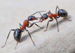 Are Ants the Systems of Sustainable Farming?