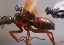 Ant Defeats Giant Predator It's Real Guys !