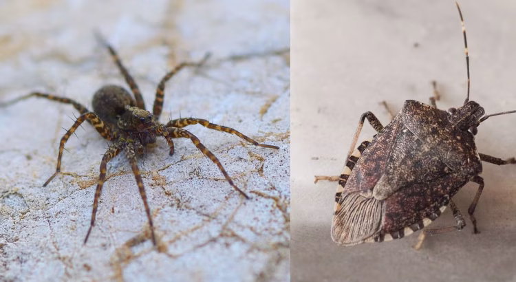 These Insects Might Be the Future of Organic Farming