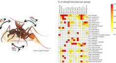 Ant Microbial Influence: Tiny Ants, Giant Impact on Microbial Life