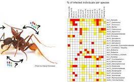 Ant Microbial Influence: Tiny Ants, Giant Impact on Microbial Life