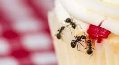 How to Use Kitchen Tools to Observe Ant Bacteria at Home