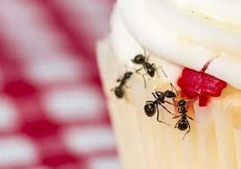 How to Use Kitchen Tools to Observe Ant Bacteria at Home