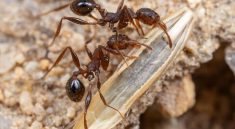 Ants: The Unsung Heroes of Soil Health and Plant Growth