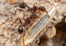 Ants: The Unsung Heroes of Soil Health and Plant Growth