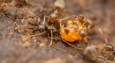 How One Queen Ant Can Build an Empire