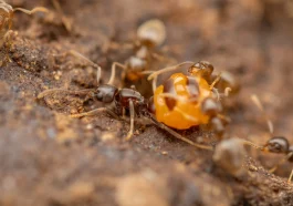 How One Queen Ant Can Build an Empire