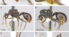 Ant CSI: How Digital Microscopes Are Changing Biology