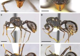 Ant CSI: How Digital Microscopes Are Changing Biology