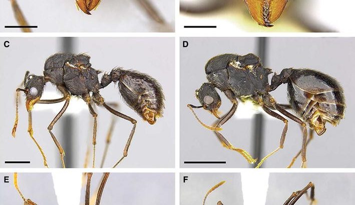 Ant CSI: How Digital Microscopes Are Changing Biology