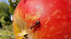 Meet the Ant That Fights Apple Blight Without Pesticides!
