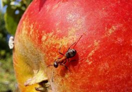 Meet the Ant That Fights Apple Blight Without Pesticides!