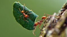 How Ants Are Changing Our Understanding of Ecosystems—Prepare to Be Amazed!