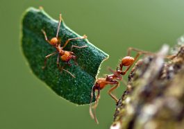 How Ants Are Changing Our Understanding of Ecosystems—Prepare to Be Amazed!