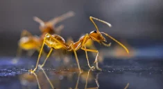 Are Ants Smarter Than AI? New Digital Experiments Say… Maybe!
