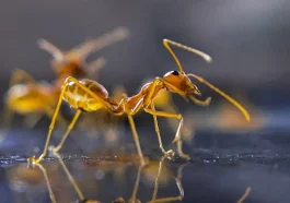 Are Ants Smarter Than AI? New Digital Experiments Say… Maybe!