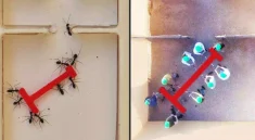 This Ant Colony Outsmarts Human Engineers—Here’s How