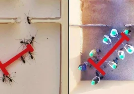 This Ant Colony Outsmarts Human Engineers—Here’s How