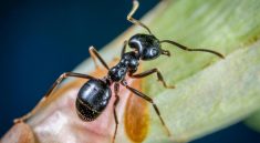How Machine Learning is Changing Our Understanding of Ant Behavior in Small Ecosystems