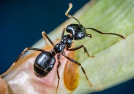 How Machine Learning is Changing Our Understanding of Ant Behavior in Small Ecosystems
