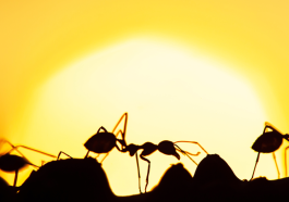 You Won’t Believe What Ants Are Doing to Heatwave Survival Behaviors in 2025