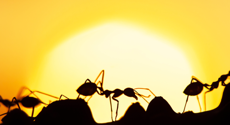 You Won’t Believe What Ants Are Doing to Heatwave Survival Behaviors in 2025