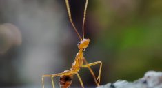 What This Ant Did with a Piece of Leaf Shocked Even the Experts