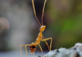 What This Ant Did with a Piece of Leaf Shocked Even the Experts