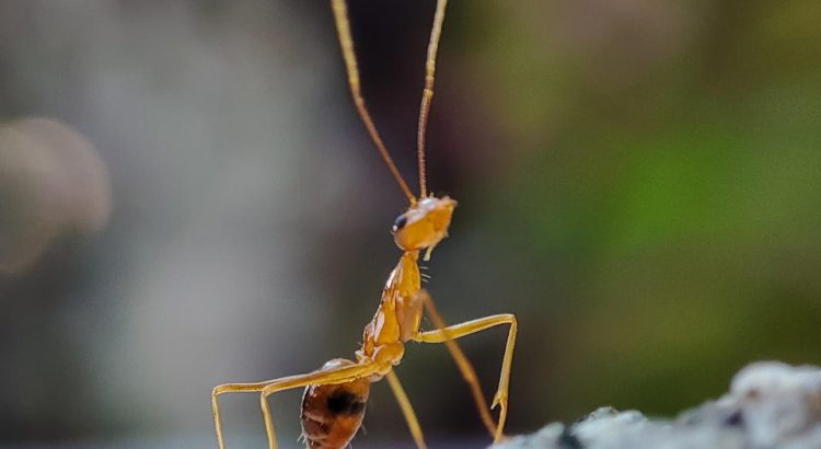 What This Ant Did with a Piece of Leaf Shocked Even the Experts