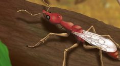 Alien-Looking ‘Hell Ant’ Fossil Discovered—Meet the Cretaceous Predator