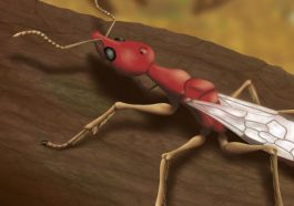 Alien-Looking ‘Hell Ant’ Fossil Discovered—Meet the Cretaceous Predator