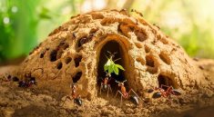 Tiny but Mighty: How Ants Are the Real Architects of the Natural World!