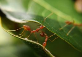 Your Kitchen Has More Ant Species Than the Amazon Rainforest